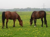 Twee paarden in de wei